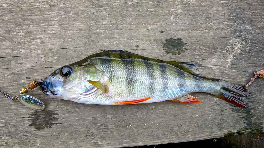 Kiek svarbus žvejui karabinas? Antra dalis