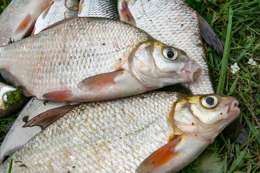 Nubudusio vandens vilionės. Antra dalis