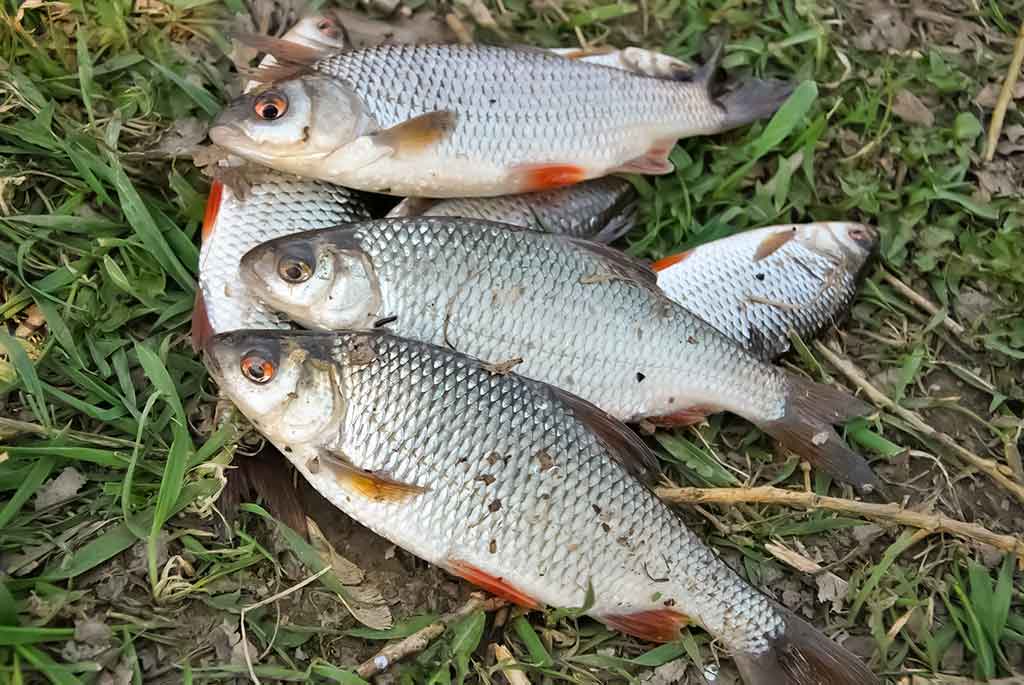 Nubudusio vandens vilionės. Antra dalis