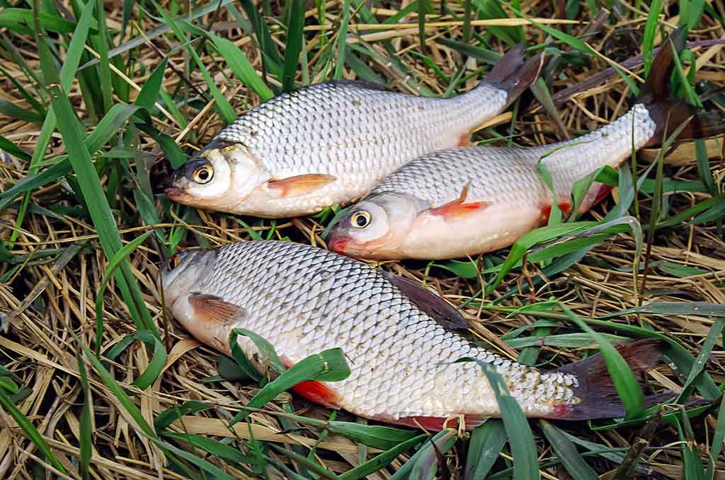 Išgyventi iki vakaro. Antra dalis Išgyventi iki vakaro. Antra dalis