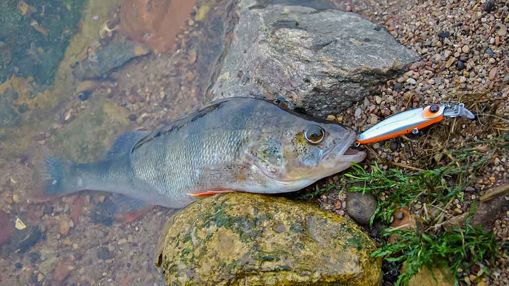 Vobleriai, su kuriais sudėtinga spiningauti