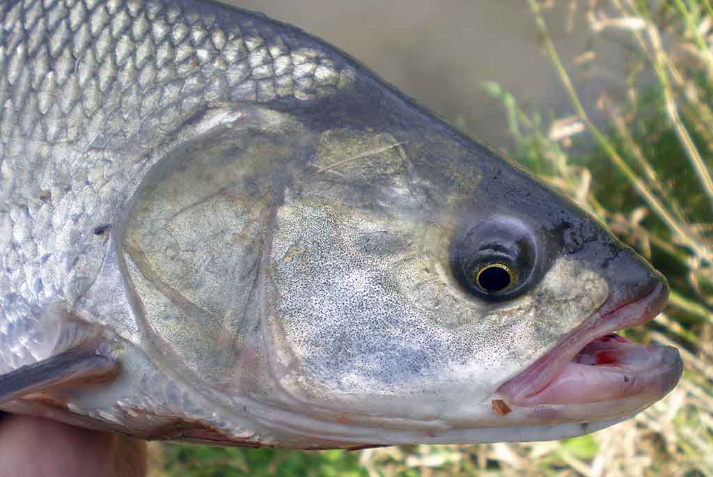 Spiningavimas topvoteriais. Ketvirta dalis Spiningavimas topvoteriais. Ketvirta dalis