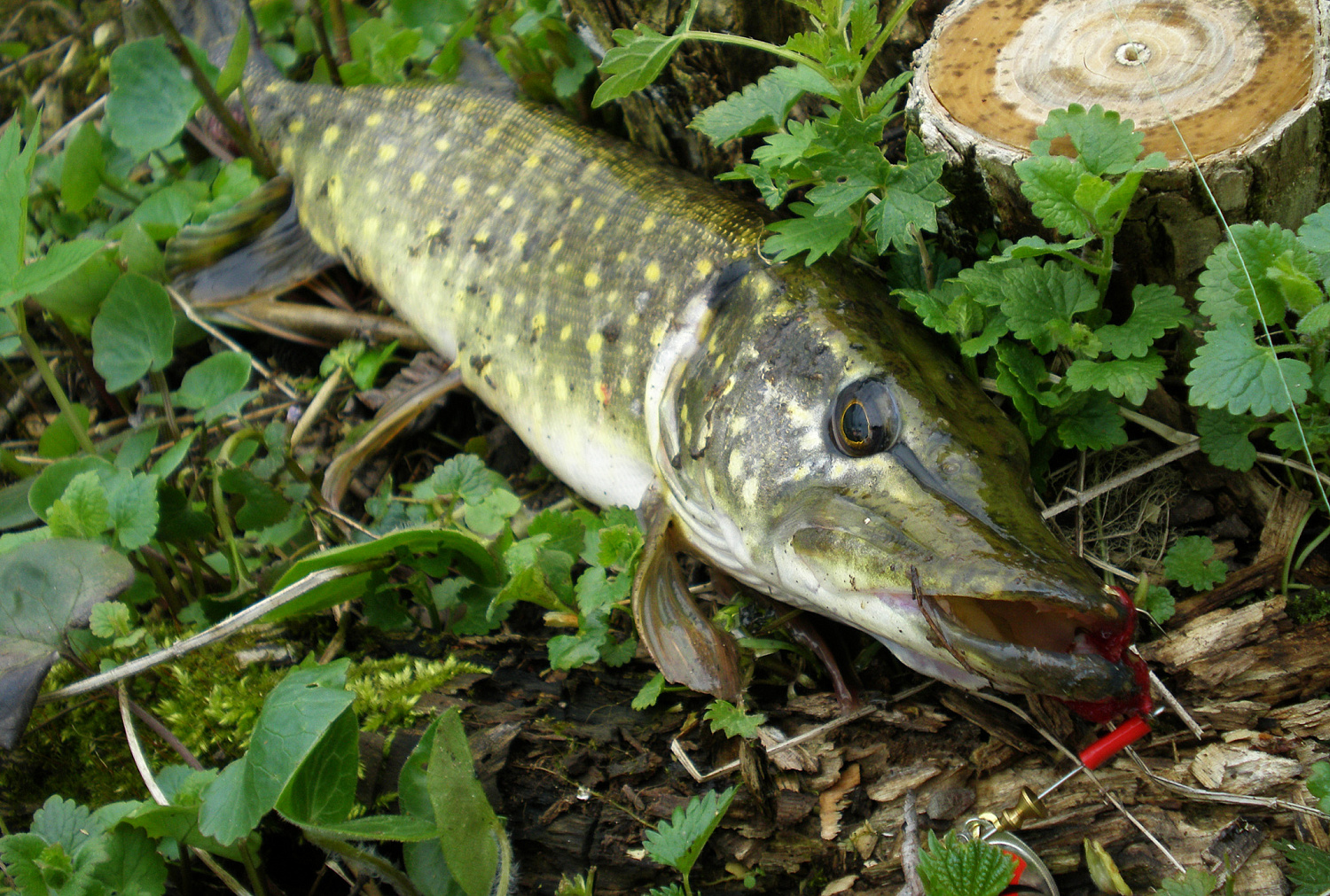 Sukis, lapeli, sukis... Sukriukės, kurioms likau ištikimas Sukis, lapeli, sukis... Sukriukės, kurioms likau ištikimas