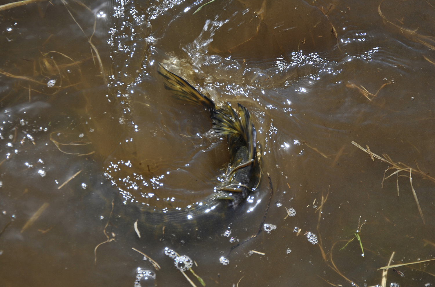 Spiningavimas naktį vėlyvą rudenį. Žūklavietės ir žūklės specifika