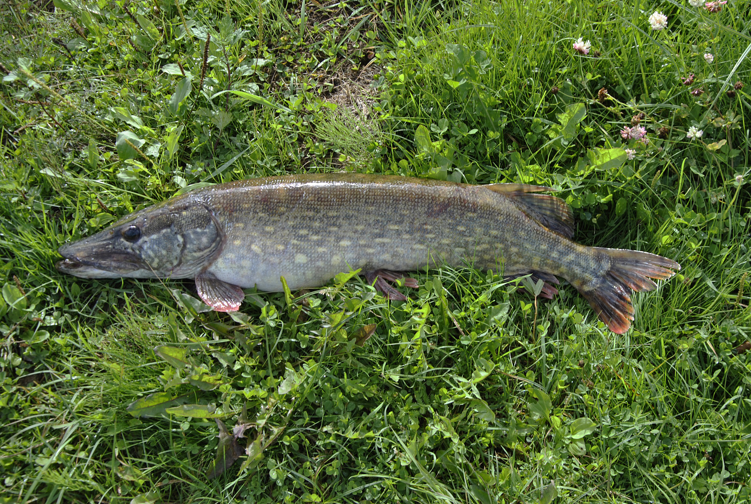 Interpretacijos apie spiningą. Ilgis