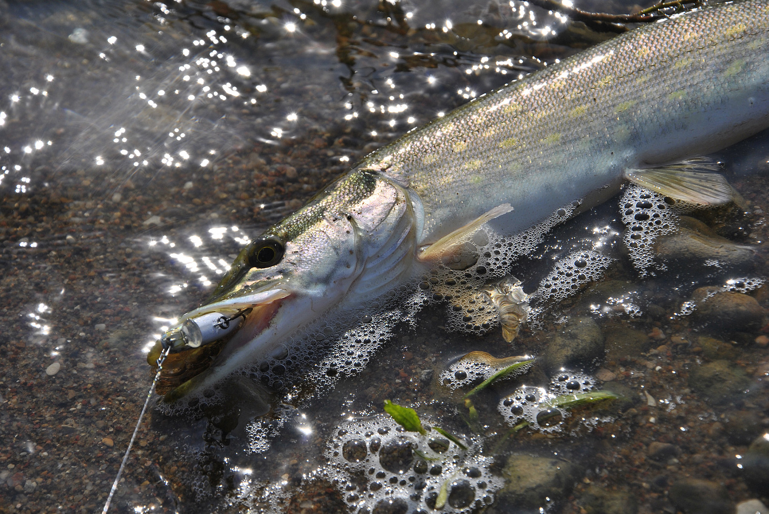 Pakibęs vandens storymėje  Pakibęs vandens storymėje