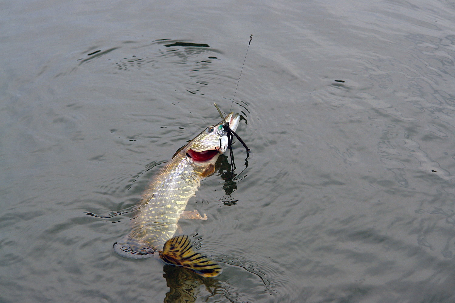 Su dvinariais vobleriais – tarp žolių