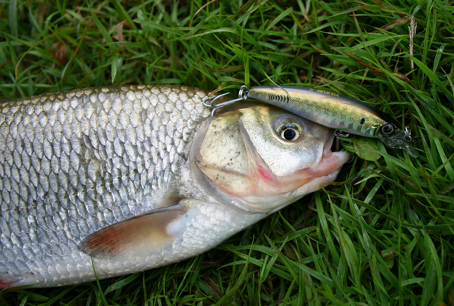 Vandenžolių tankynėje. Antra dalis