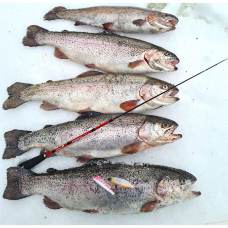 Meškerėlė žieminė Salmo Diamond Perch Tele