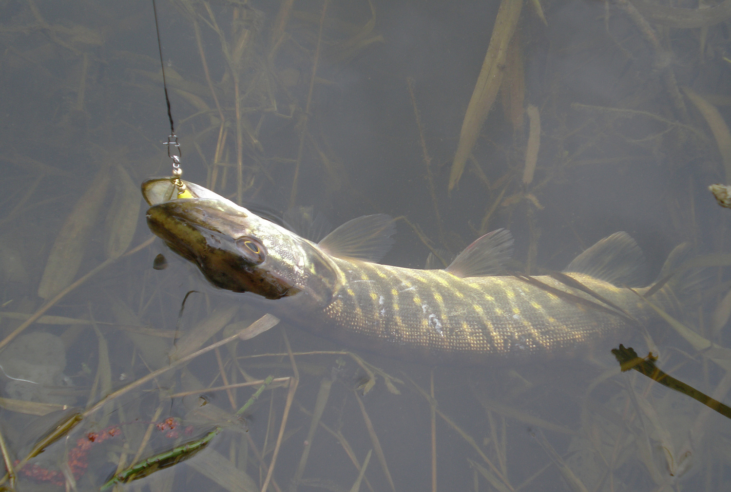 Apsauga nuo plėšrūnių dantų. Metaliniai pavadėliai