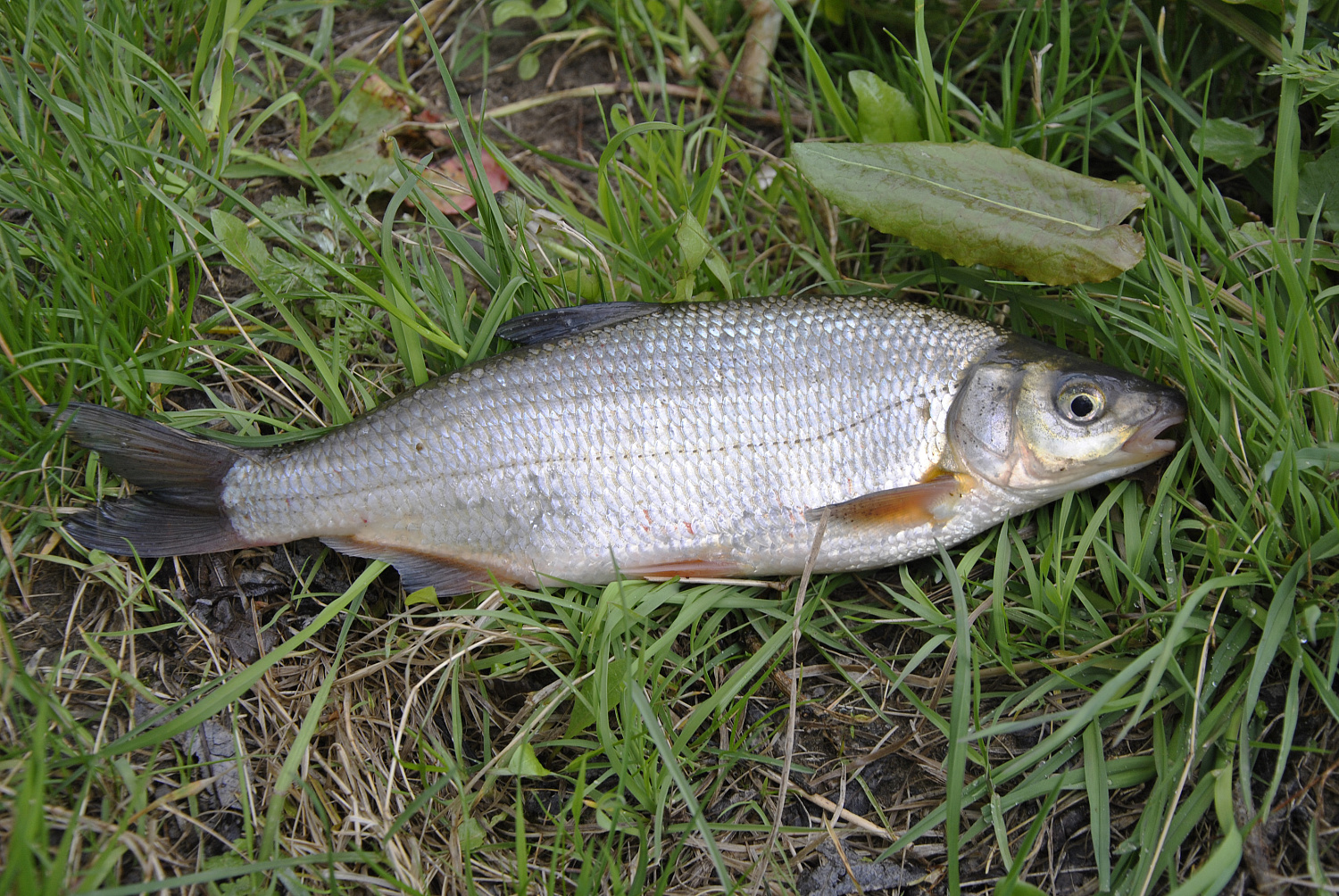 Žiobrinės peripetijos arba kodėl žemaitis suvalkietį išvadino asilu Žiobrinės peripetijos arba kodėl žemaitis suvalkietį išvadino asilu