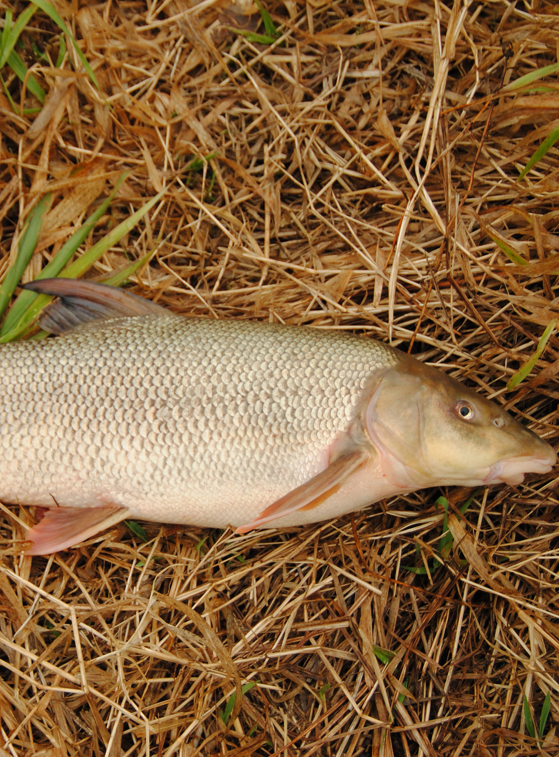 Meškeriojimas plūdine, kur gilu ir sraunu. Pirma dalis