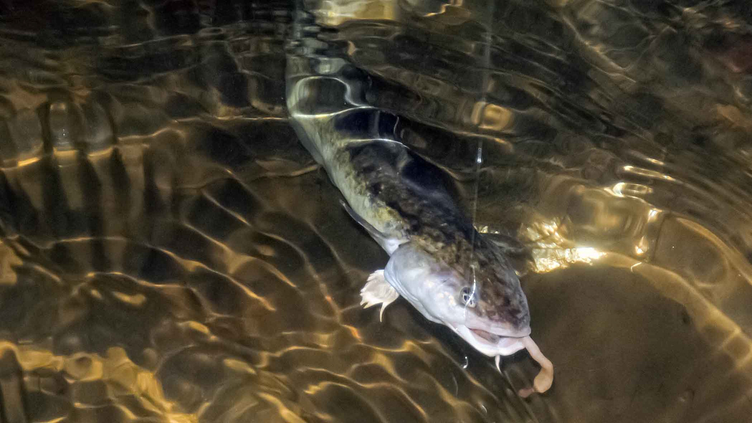 Nevyniojant į vatą apie vėgėlių žūklę. Žūklaviečių ypatumai
