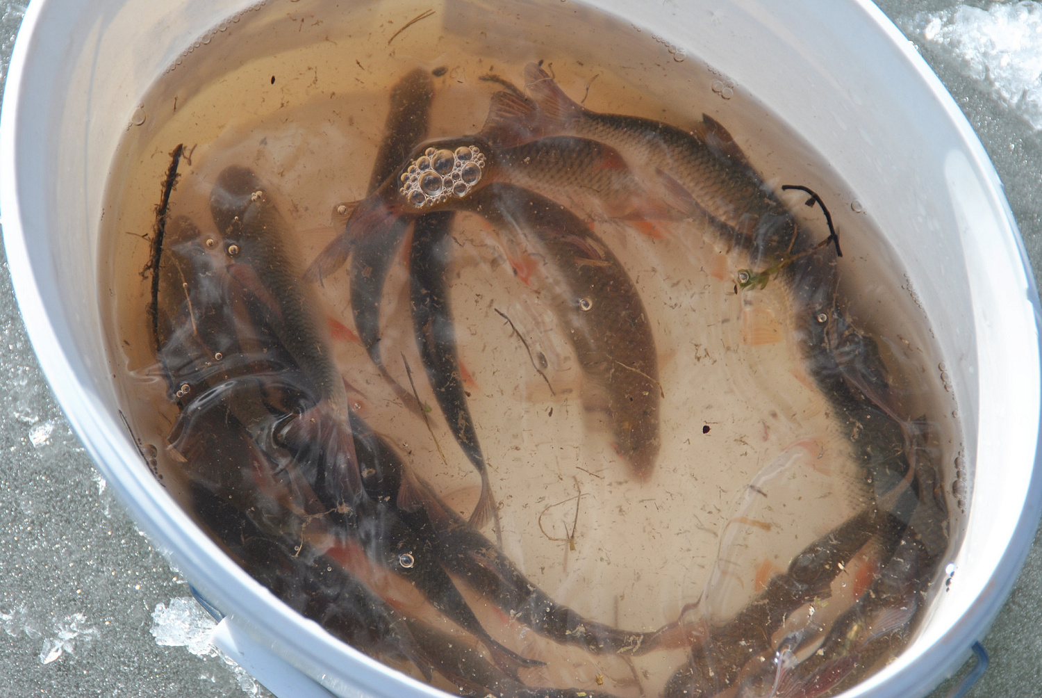 Dar kartą apie šoninius pavadėlius