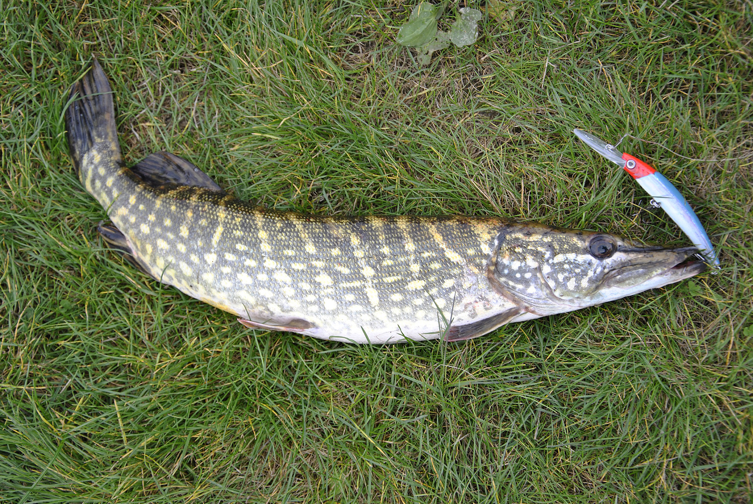 Ruduo, velkė ir minnow vobleriai. Ketvirta dalis Ruduo, velkė ir minnow vobleriai. Ketvirta dalis