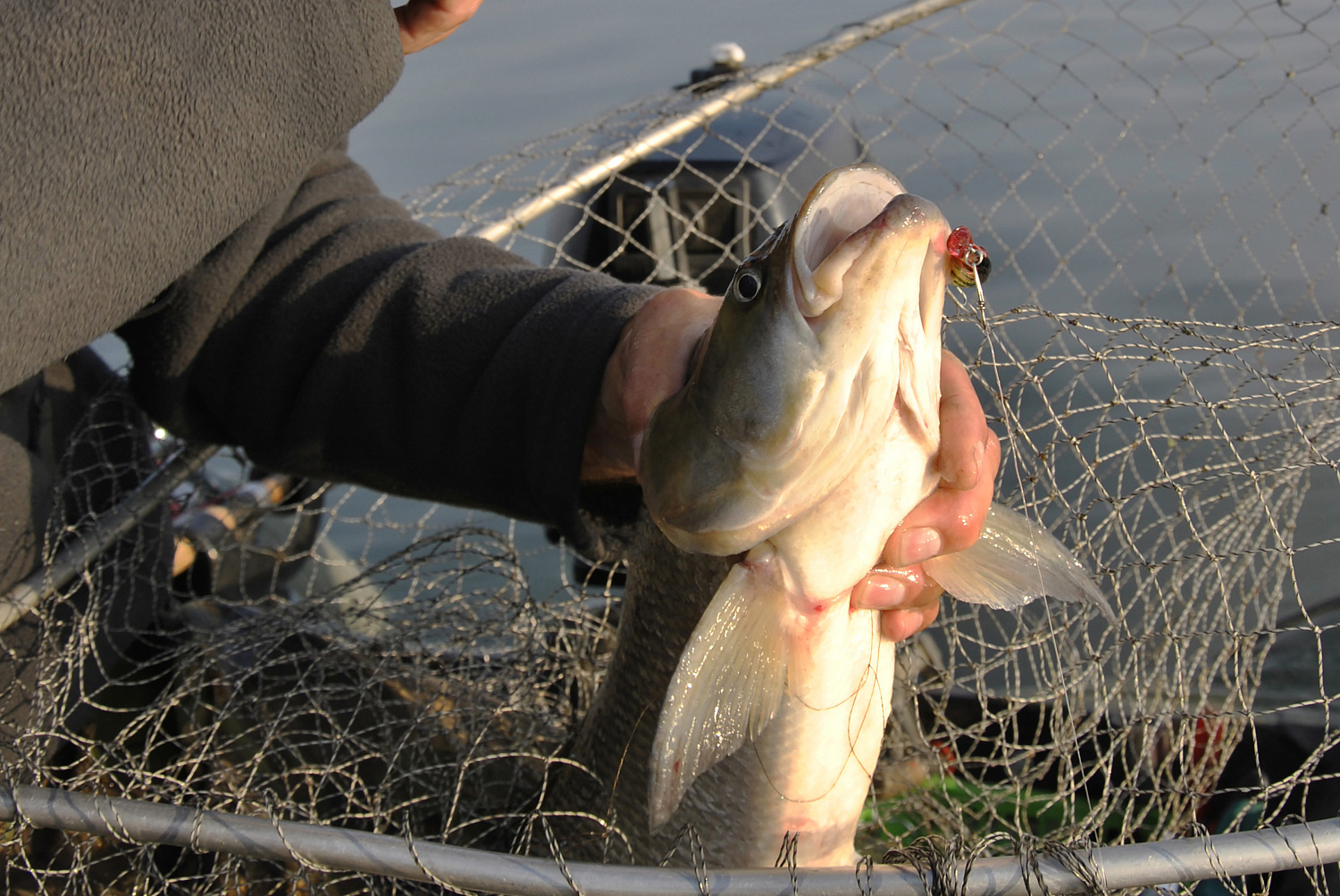 Prieš srovę, pasroviui... Galimybė netipiniams vobleriams