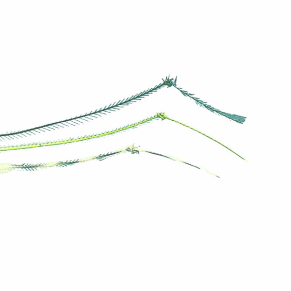 Medžiaga kojytėms Turrall Hopper Legs