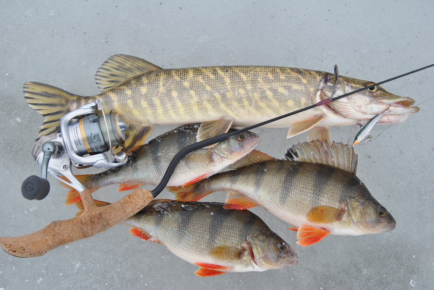 Ar nukonkuruos švytuoklės įprastines blizges?