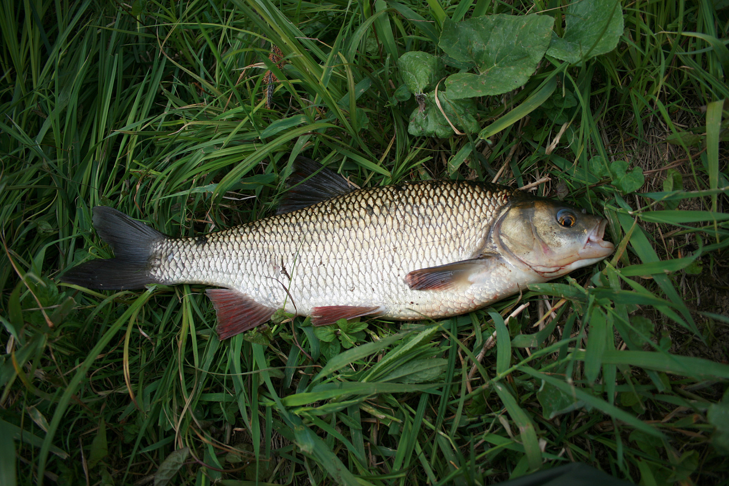 Naktį su plūdine. Pirma dalis