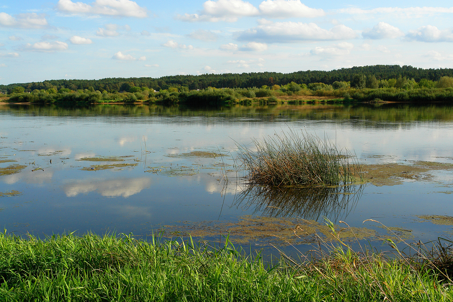 Masalas, kuris suvirpina žuvies širdį Masalas, kuris suvirpina žuvies širdį