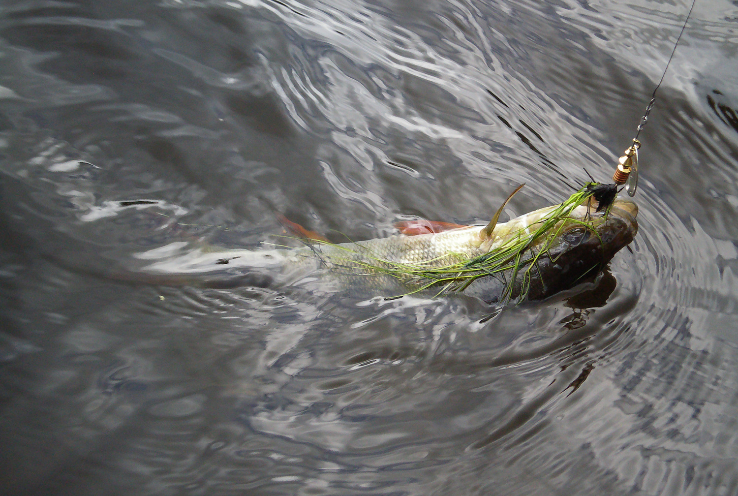 Sukriukės. Lapelių dydžiai ir tai, kas lieka „už kadro“