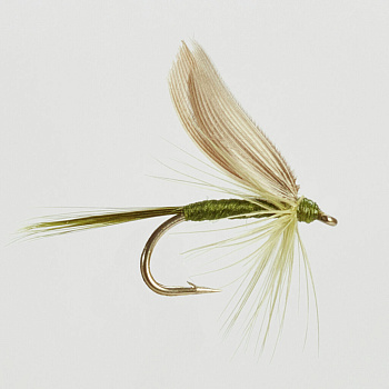 Muselė Turrall Dark Olive Dun