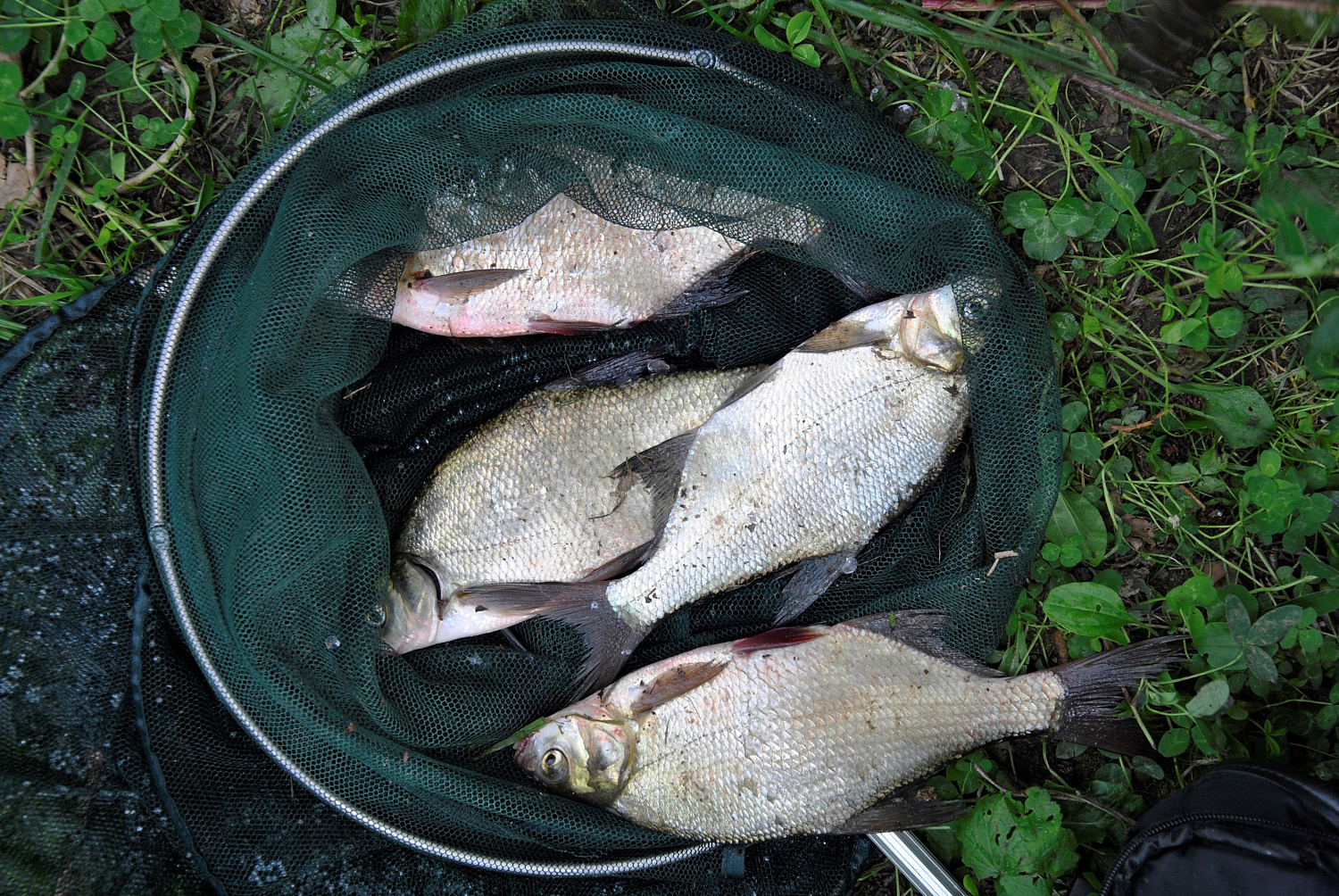 Naktiniai mąstymai apie naktinį karšių gaudymą. Kad nesijaustum aklas