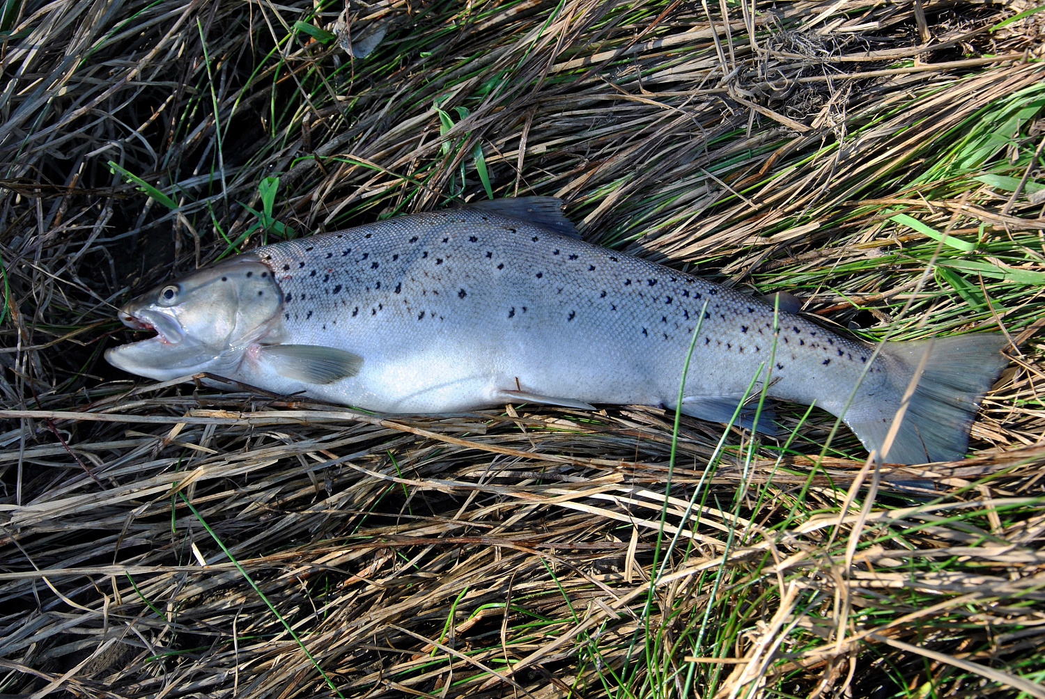 Apie šlakius, lašišas ir geriausią masalą
