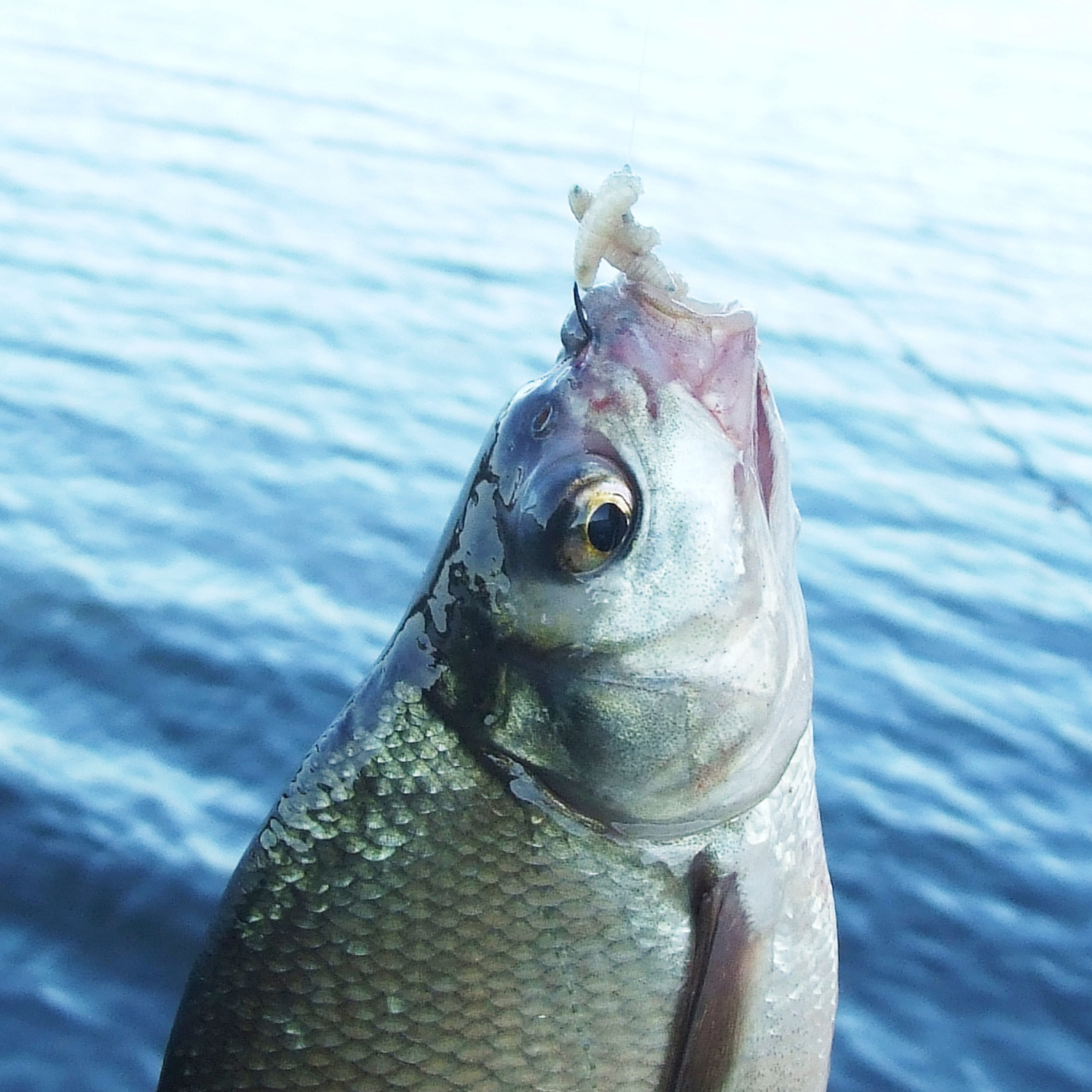 Kabliukų aštrumas ir pakirtimo kokybė