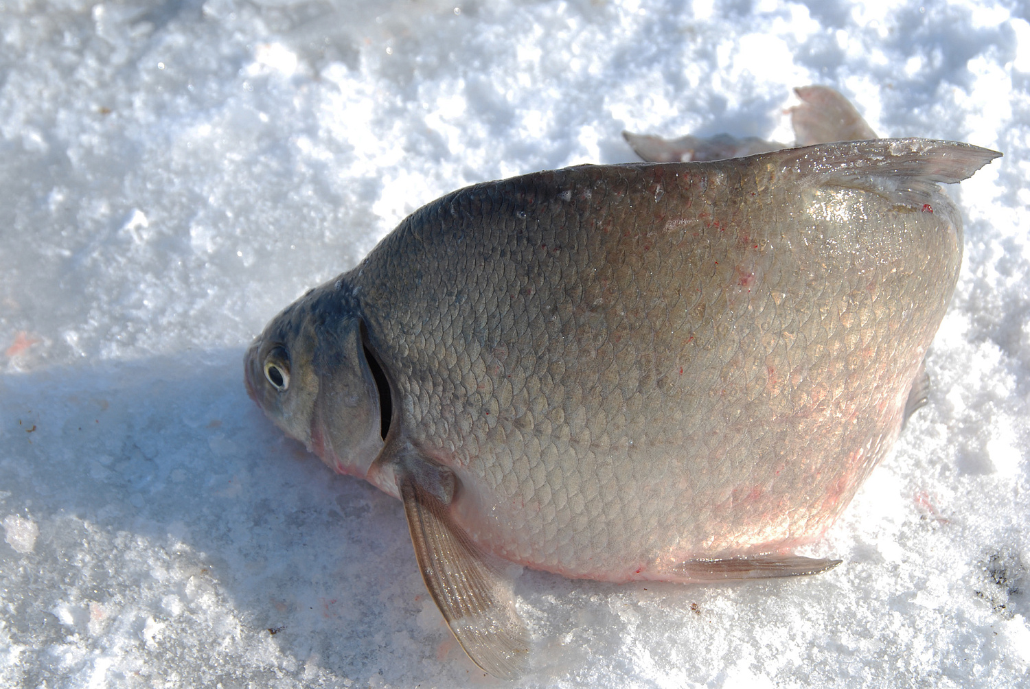 Karšio gaudymas, laikant rankas kišenėse. Antra dalis
