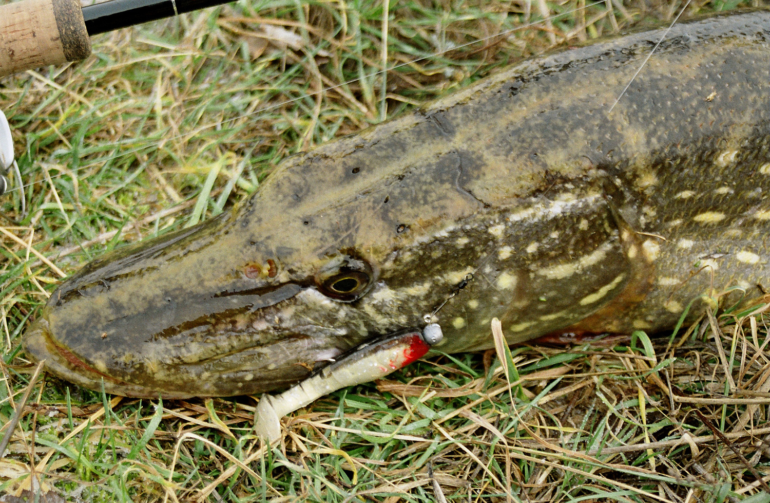 Mažesnių nei metras – negaudysim! Bendrais bruožais apie masalus