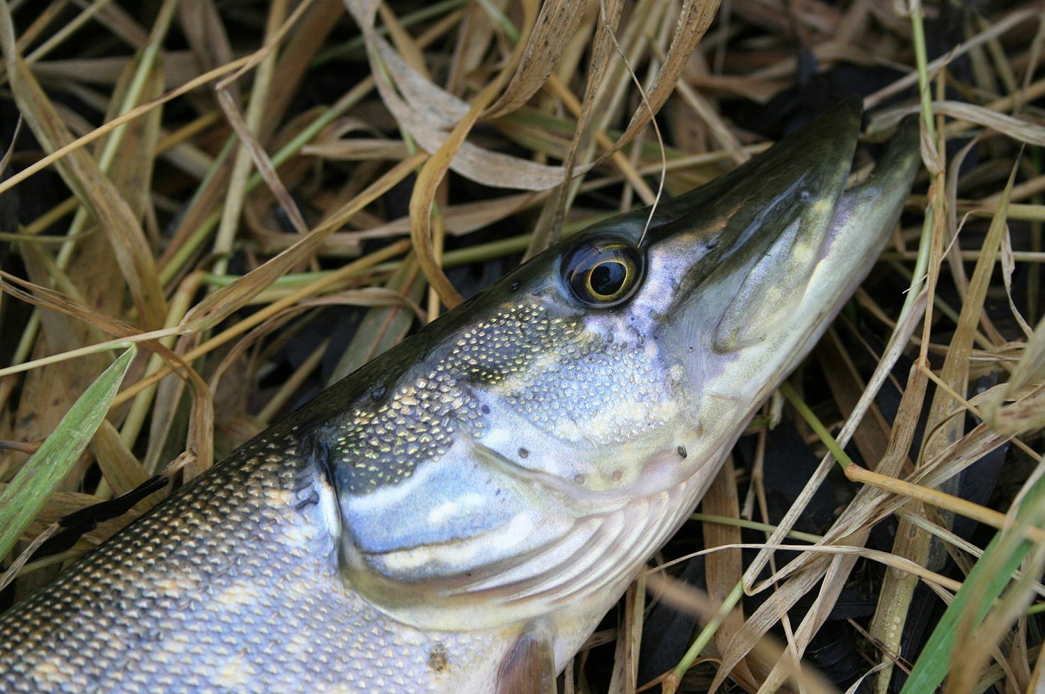 Apie (ne)sušalusias žvejo rankas. Pirma dalis