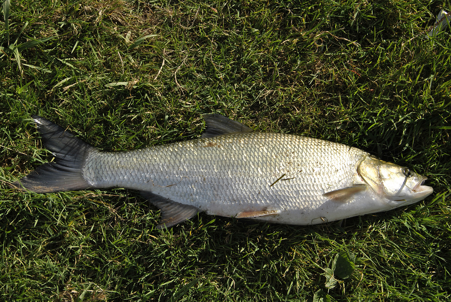 Ar patinka silikonas salačiams? Antra dalis