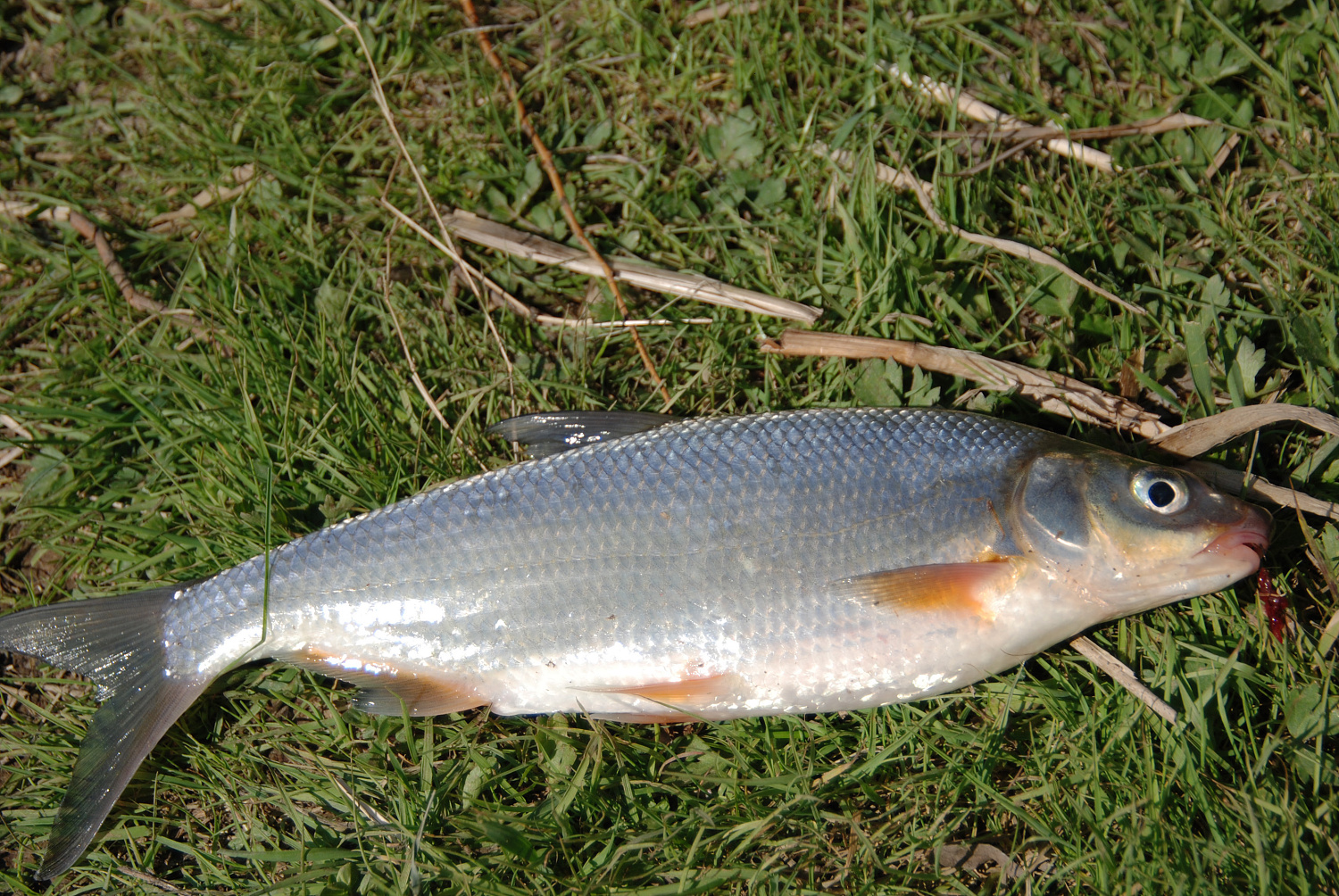 Vietos, kuriose geriausiai meškerioti žiobrius