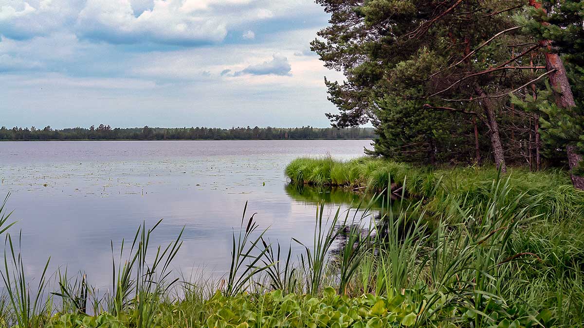 Ar iš balos tas gražumas. Pelkių ragana