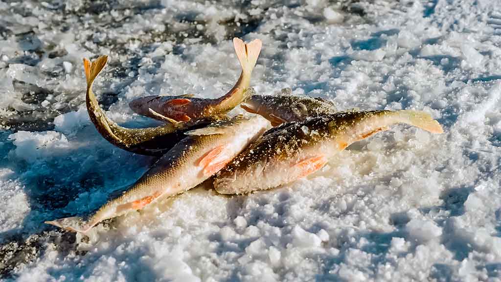 Kuomet vandens telkinius storai padengia sniegas Kuomet vandens telkinius storai padengia sniegas