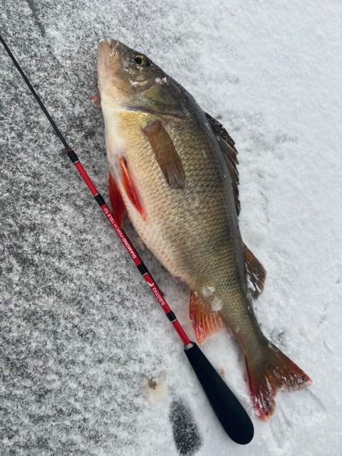 Meškerėlė žieminė Salmo Diamond Perch Tele Meškerėlė žieminė Salmo Diamond Perch Tele