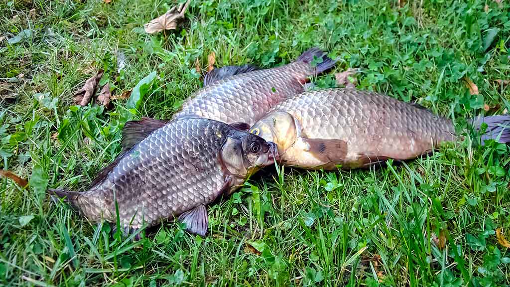 Ką reikia žinoti apie match meškerę Ką reikia žinoti apie match meškerę