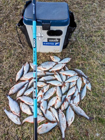 Meškerė Salmo Elite Pole Medium MF Meškerė Salmo Elite Pole Medium MF