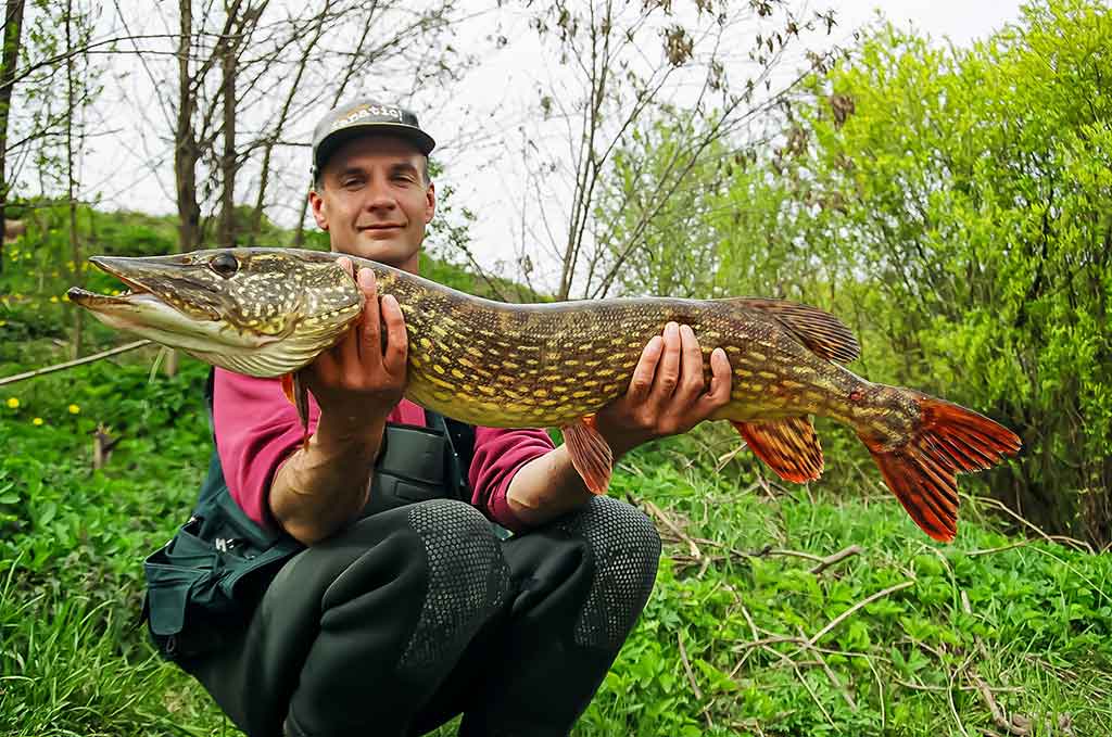 Mažesnių nei metras – negaudysim! Bendrais bruožais apie masalus Mažesnių nei metras – negaudysim! Bendrais bruožais apie masalus