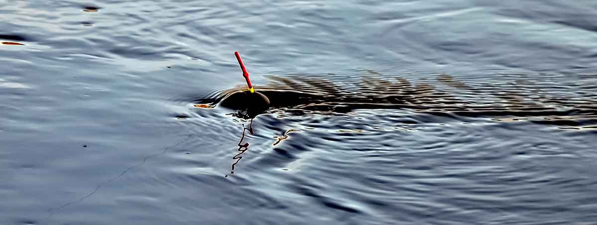 Žiobrius – plūdine meškere Žiobrius – plūdine meškere