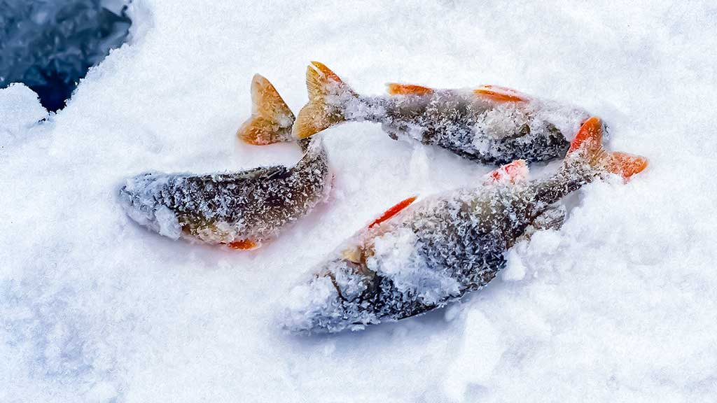 Kada ešerys nusuka nosį Kada ešerys nusuka nosį