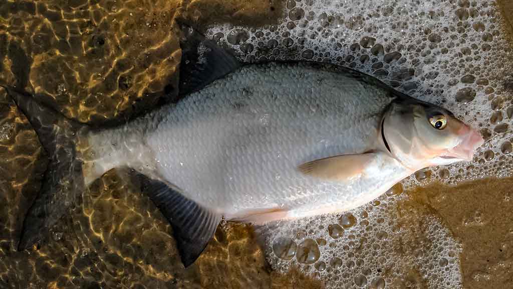 Karšių gaudymas sningant Karšių gaudymas sningant