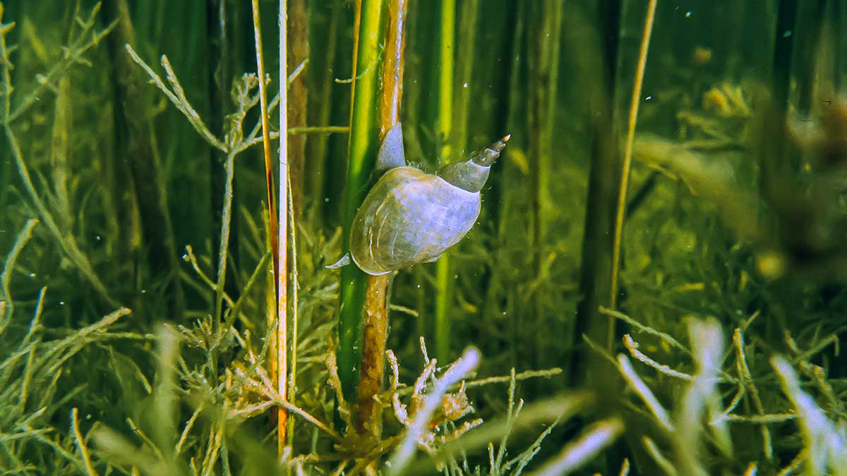 Vandens džiunglių labirintuose. Prie pat dugno Vandens džiunglių labirintuose. Prie pat dugno