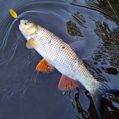 Blizgutė Lucky John Juna Blizgutė Lucky John Juna