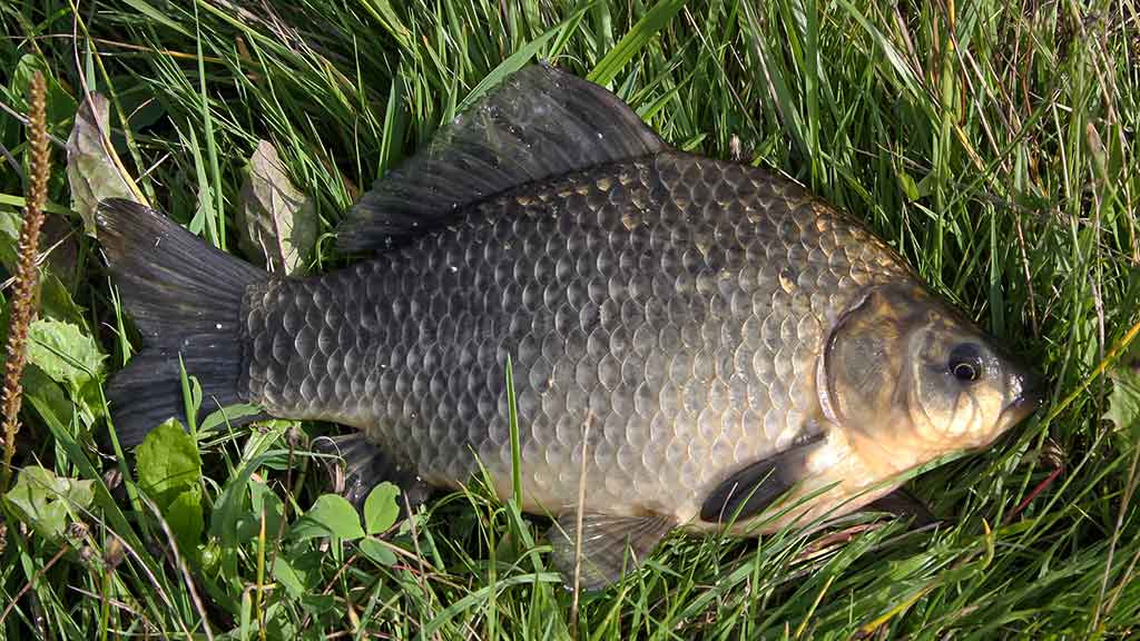 Ar iš balos tas gražumas. Mėgstantis duoną su česnaku Ar iš balos tas gražumas. Mėgstantis duoną su česnaku