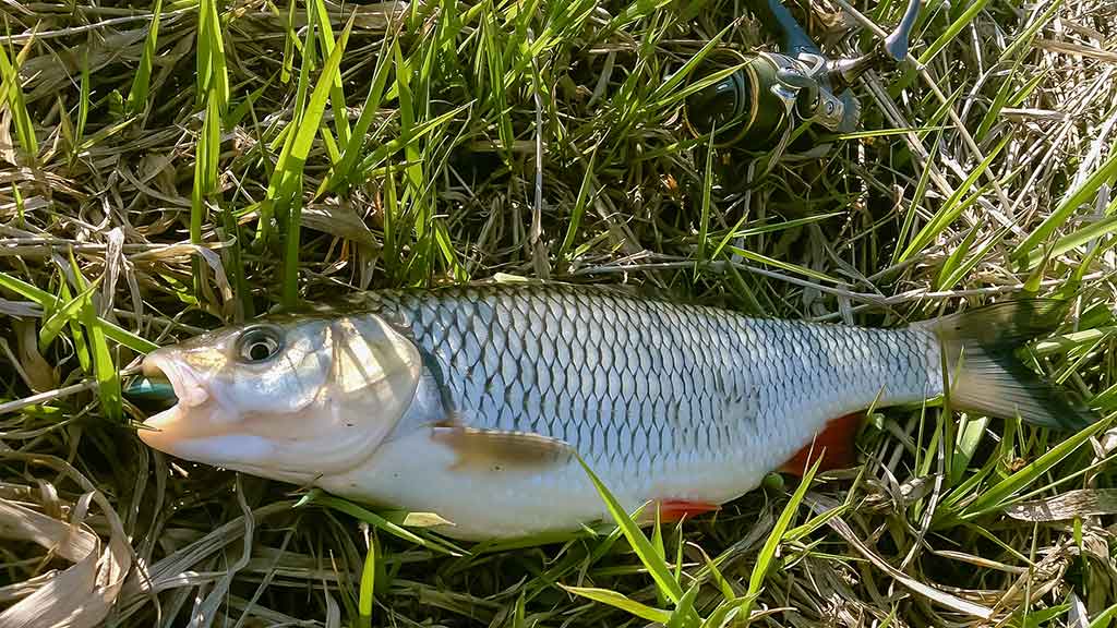 Vobleriai, su kuriais gaudau šapalus Vobleriai, su kuriais gaudau šapalus