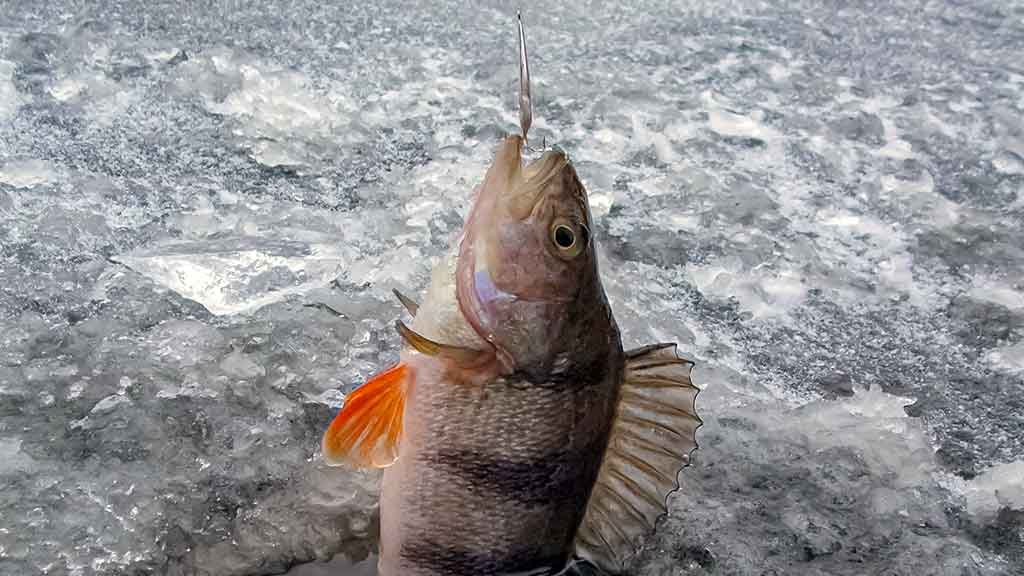 Kuomet vandens telkinius storai padengia sniegas Kuomet vandens telkinius storai padengia sniegas