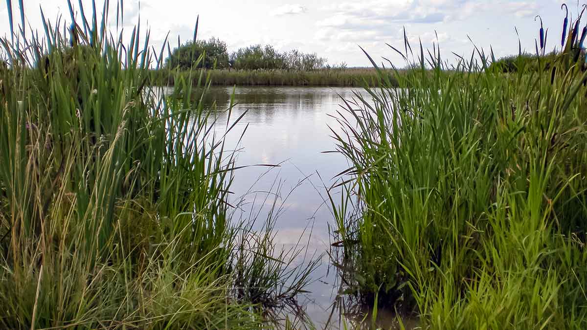 Ar iš balos tas gražumas. Lietuviški kanibalai Ar iš balos tas gražumas. Lietuviški kanibalai
