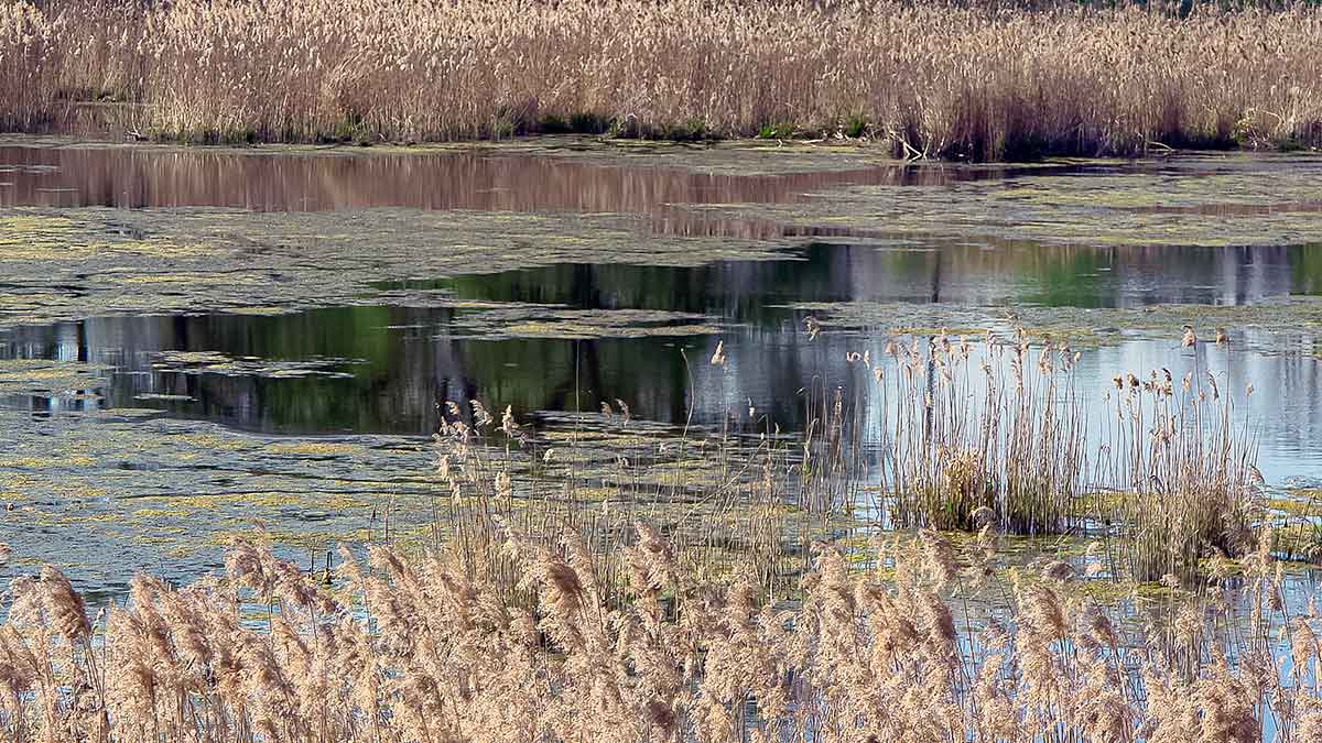 Ar iš balos tas gražumas. Knisantis dumblą Ar iš balos tas gražumas. Knisantis dumblą
